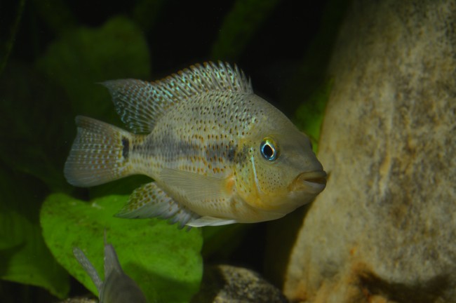 DSC_0177.JPG