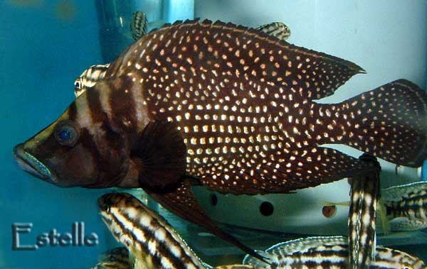 altolamprologus-calvus-black-pectoral-1.jpg