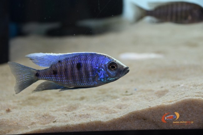 Copadichromis parvus Metangula