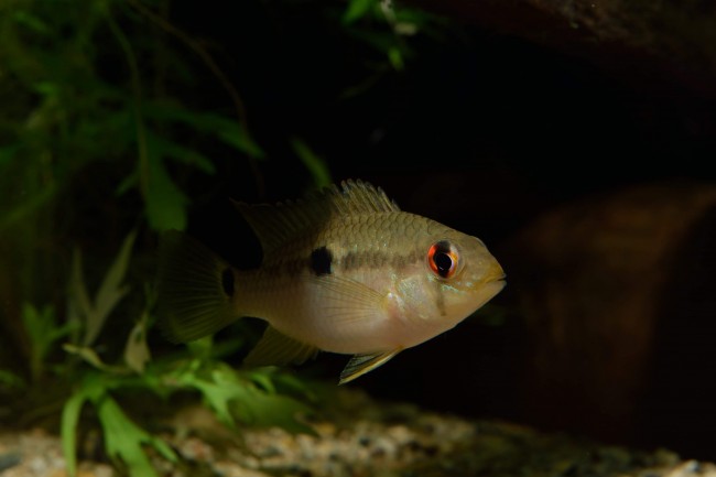 Krobia sp aff guianensis Kourou