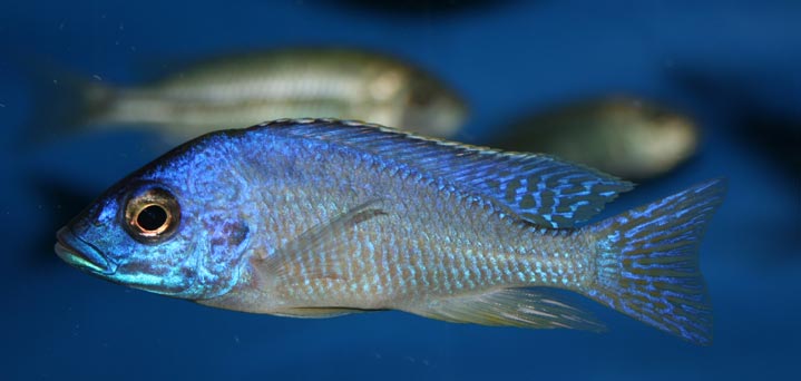 Mylochromis melanotaenia