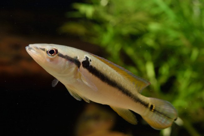 Crenicichla saxatilis "Para river"