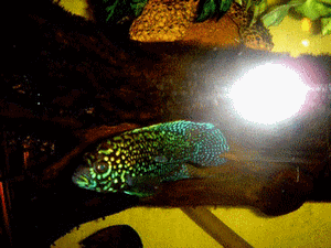 octo2.gif