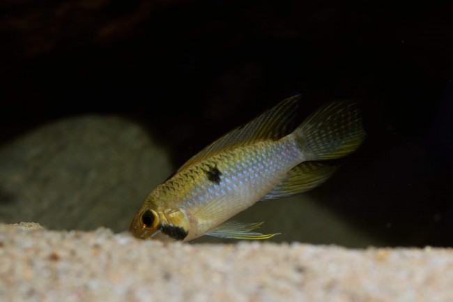 Apistogramma steindachneri Nickeri River