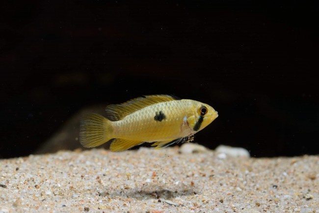 Apistogramma steindachneri Nickeri River