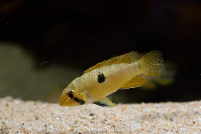 Apistogramma steindachneri Nickeri River