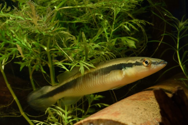 Crenicichla johanna Rio Nanay