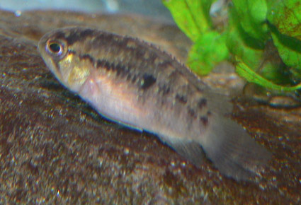 Nanacara-adoketa.jpg