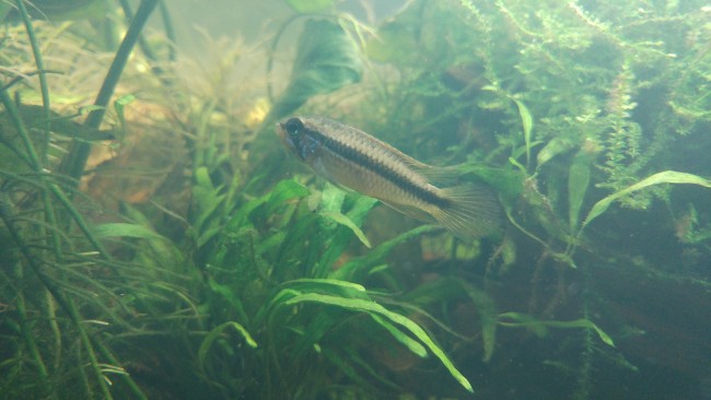 La "femelle"