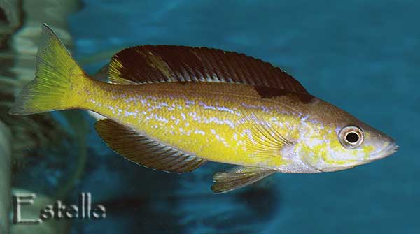 cyprichromis-microlepidotus-4.jpg