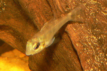 Biotoecus opercularis.jpg
