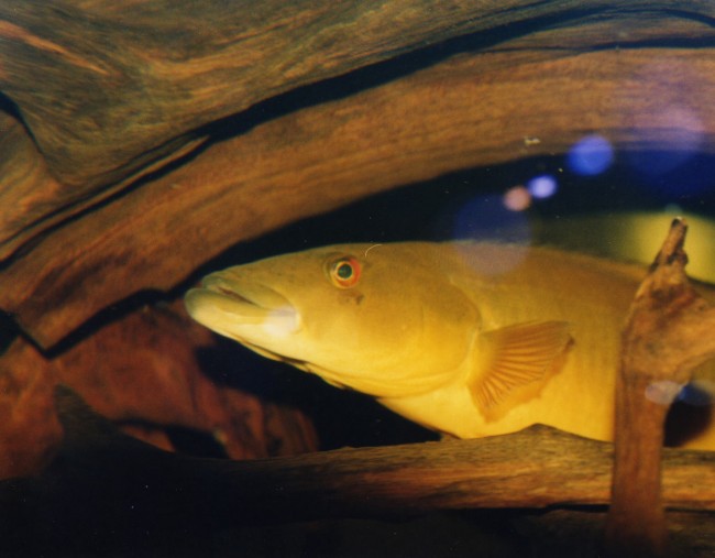Crenicichla sp xingu 1.jpg