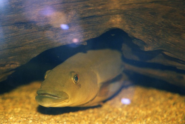 Crenicichla sp xingu 2.jpg