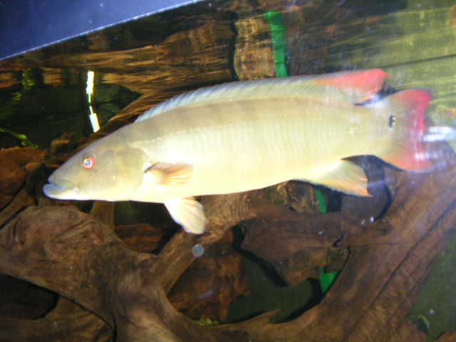 crenicichla sp xingu1.jpg