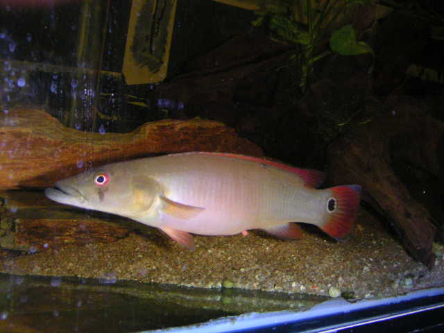 femelle290404.jpg