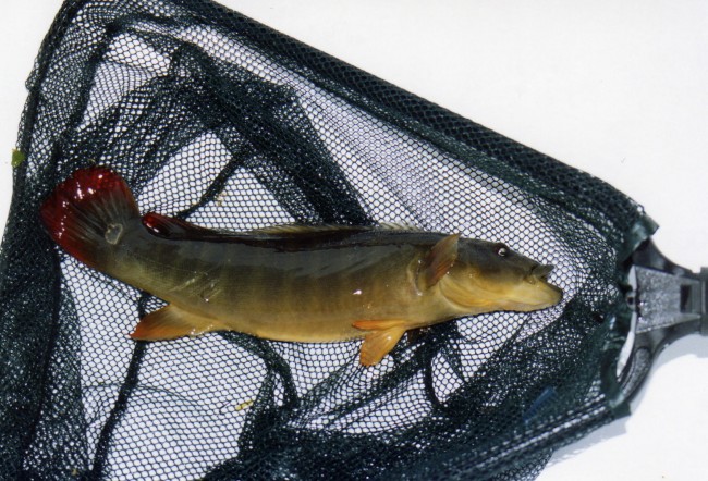Crenicichla xingu male filet.jpg