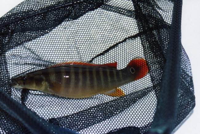 Crenicichla xingu femelle filet.jpg