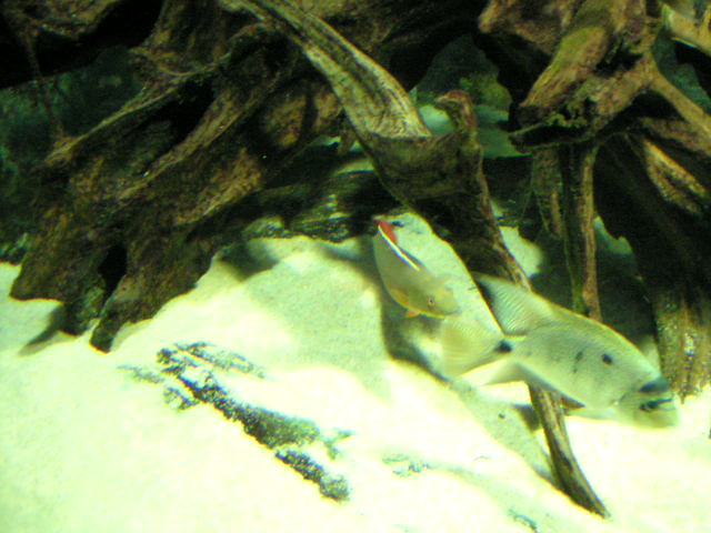Xingu femelle4 21-11-04.jpg