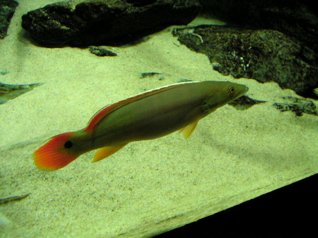 Xingu femelle3 21-11-04.jpg