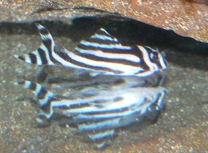 Hypancistrus-zebra-jeune.jpg