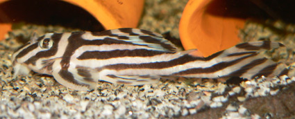 Hypancistrus zebra.jpg