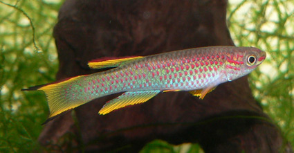 Aphyo. gabunense marginatum.jpg