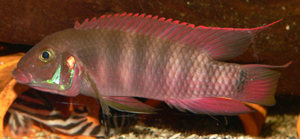 Pelvicachromis-rubrolabiatus.jpg