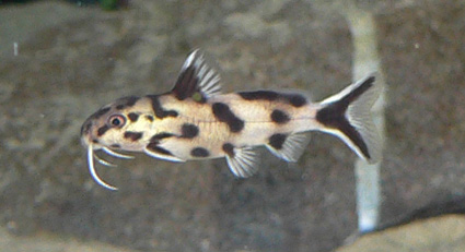 Synodontis-polli-White.jpg
