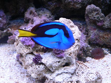 Paracanthurus hepatus.jpg
