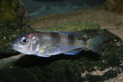 Limnochromis auritus.jpg