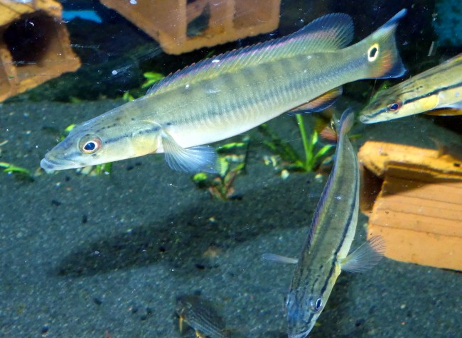 P1100225.JPG