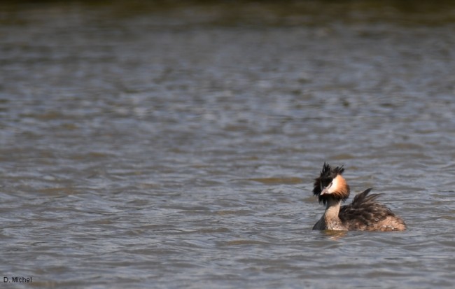 grebe huppé chevré3.jpg