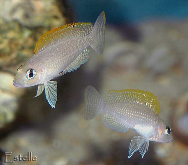 caudopunctatus-5.jpg