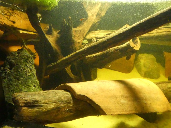 P1100756.JPG