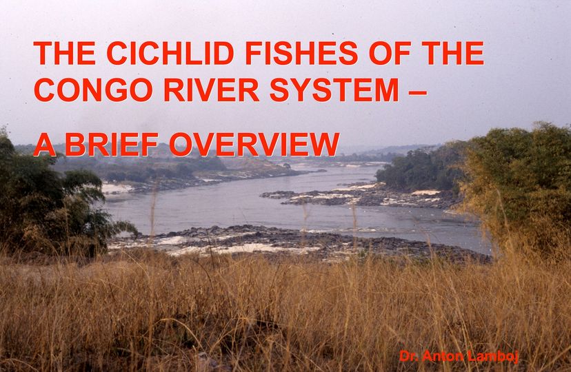 Anton_Lamboj_Congo_Cichlid_talk_2021.jpg