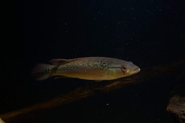 Crenicichla saxatilis Para river