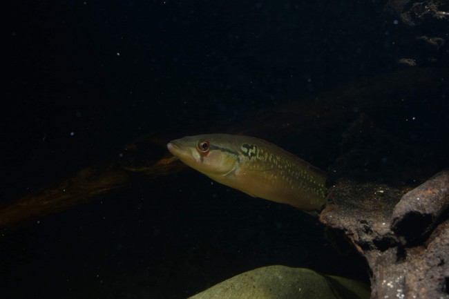 Crenicichla saxatilis Para river