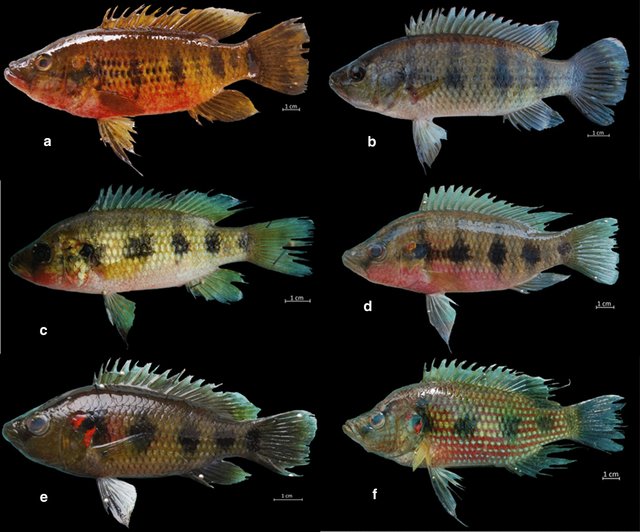 Different phenotypes of the three Hemichromis species from West Africa and Lower Guinea. a–b two phenotypes of Group 1 corresponding to H. fasciatus from Lagoon Fresco in the Republic of Ivory Coast and Segou in Mali, respectively. c–d two phenotypes of Group 2 corresponding to H. elongatus from the Ogôoué basin in Gabon and the Dja system in Eastern Cameroon, respectively. e–f: two phenotypes of Group 3 corresponding to H. camerounensis sp. nov. from Idénao and the Sanaga River (type locality) in Western Cameroon, respectively