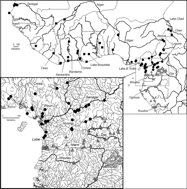 Distribution of the five-spotted Hemichromis species from West Africa, Lower Guinea and the Dja River. H. fasciatus is represented by squares (as well as H. frempongi from Lake Bosumtwi, with questionable status based on mtDNA), H. camerounensis sp. nov. by circles and H. elongatus by triangles