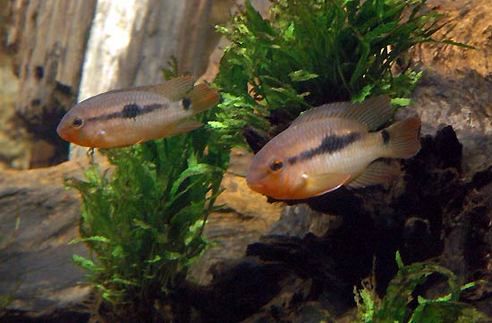 k-guianensis-acarouany-cpl.jpg
