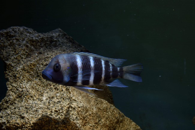 Cyphotilapia frontosa kigoma