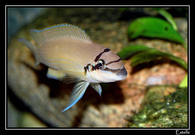 chalinochromis-brichardi.sm.jpg