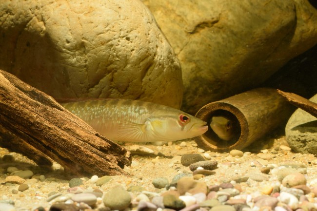 Crenicichla saxatilis Para river