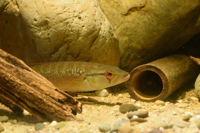 Crenicichla saxatilis Para river