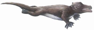 Ambulocetus_ng_2.jpg