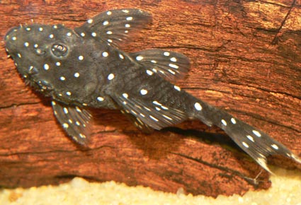 Ancistrus-Rio-Negro.jpg