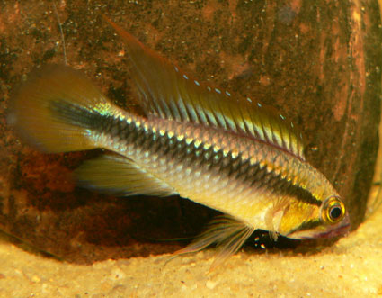 Apisto.-wilhelmi.jpg