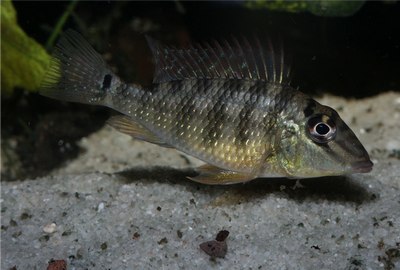 PICT0043.JPG