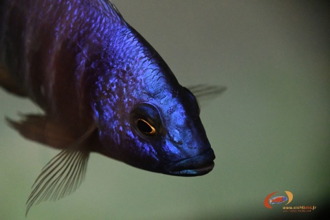 Placidochromis sp. 'electra blue' hongi