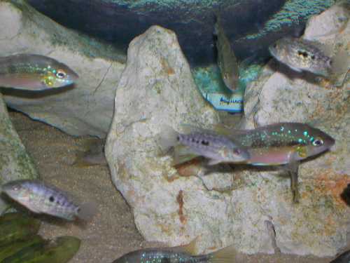 T. aureus Isabal.jpg